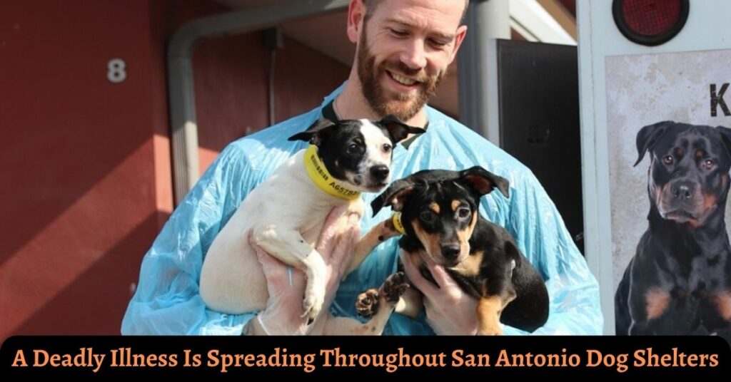 A Deadly Illness Is Spreading Throughout San Antonio Dog Shelters