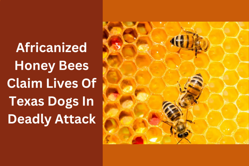 Africanized Honey Bees Claim Lives Of Texas Dogs In Deadly Attack