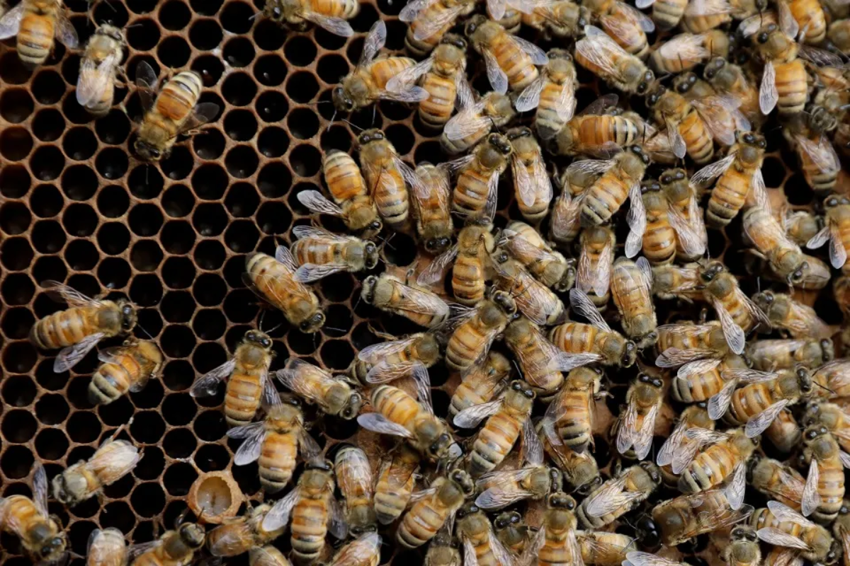 Africanized Honey Bees Claim Lives Of Texas Dogs In Deadly Attack