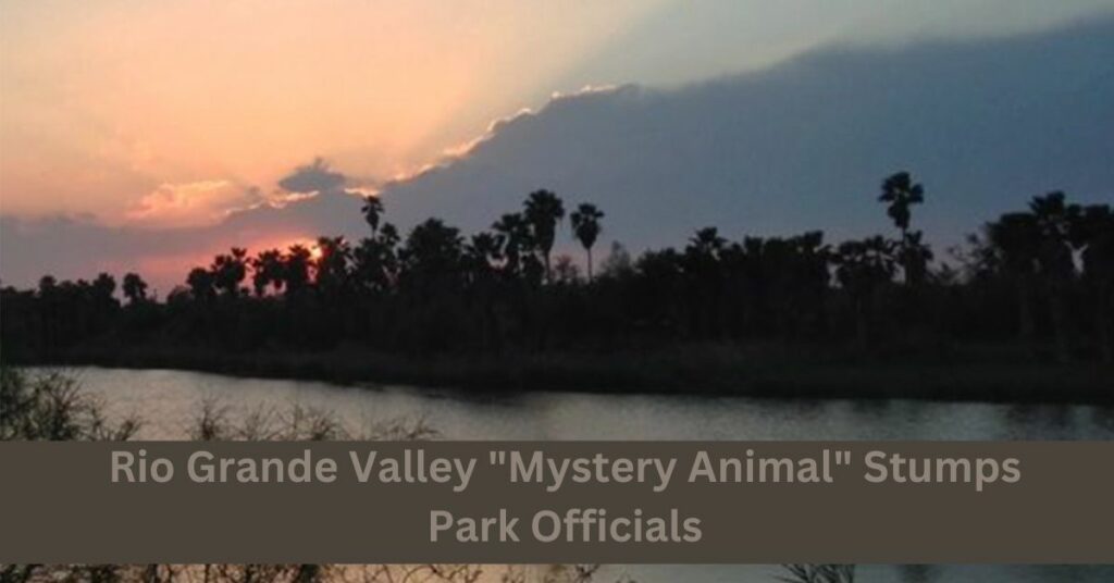 Rio Grande Valley "Mystery Animal" Stumps Park Officials