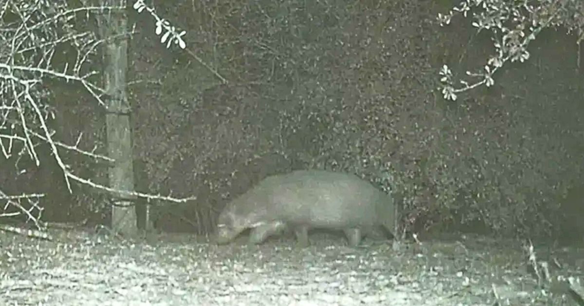 Rio Grande Valley "Mystery Animal" Stumps Park Officials