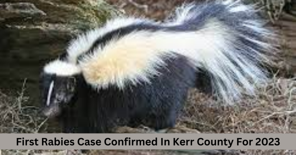 First Rabies Case Confirmed In Kerr County For 2023