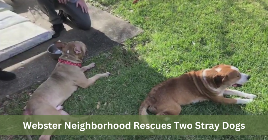 Webster Neighborhood Rescues Two Stray Dogs