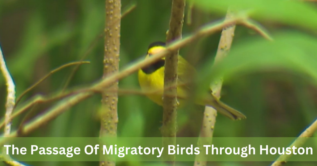 The Passage Of Migratory Birds Through Houston