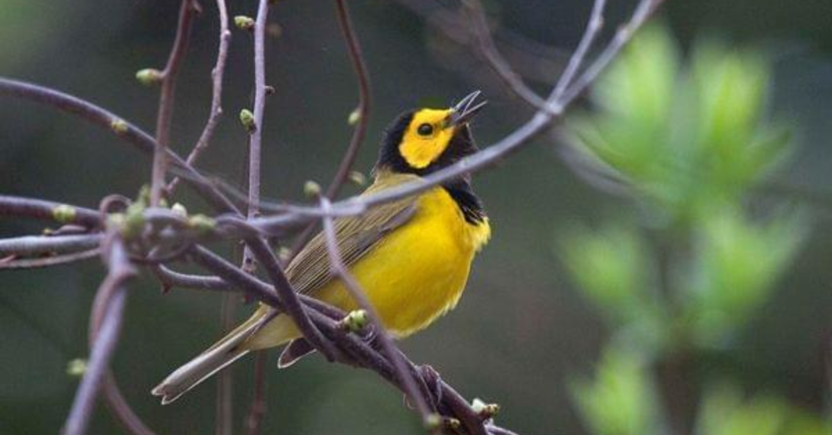 The Passage Of Migratory Birds Through Houston