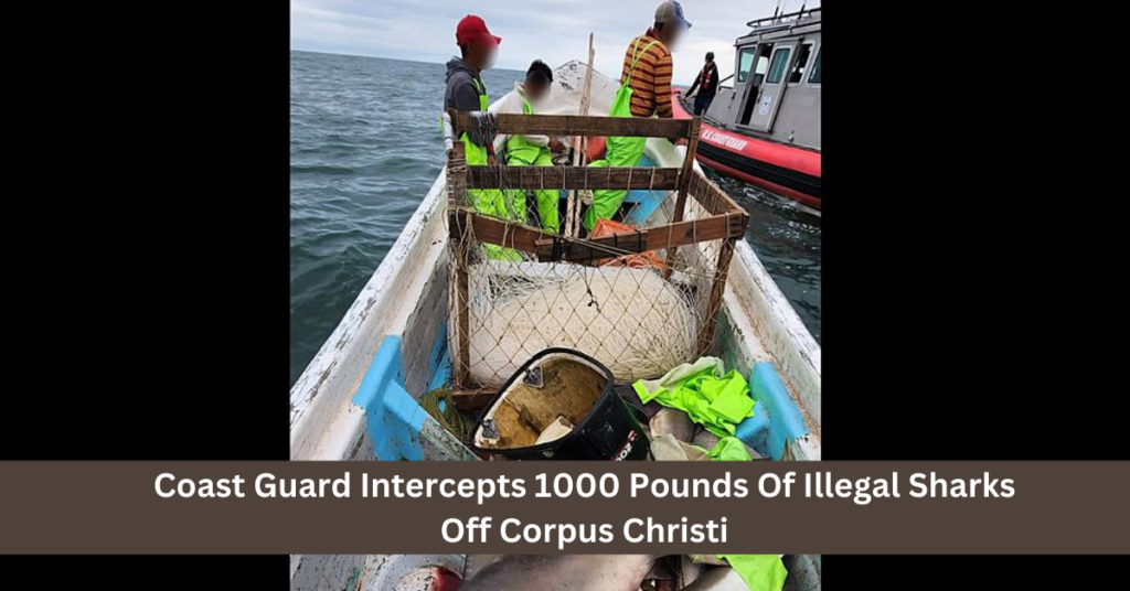 Coast Guard Intercepts 1000 Pounds Of Illegal Sharks Off Corpus Christi