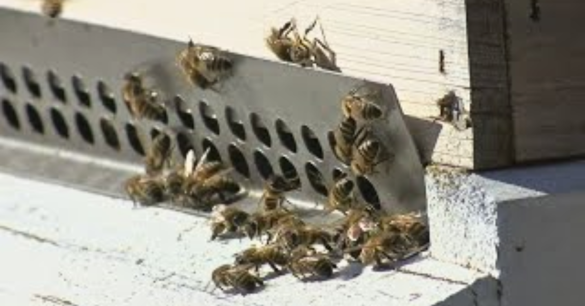 Texas Bill 590 Restricts Honey Labeling