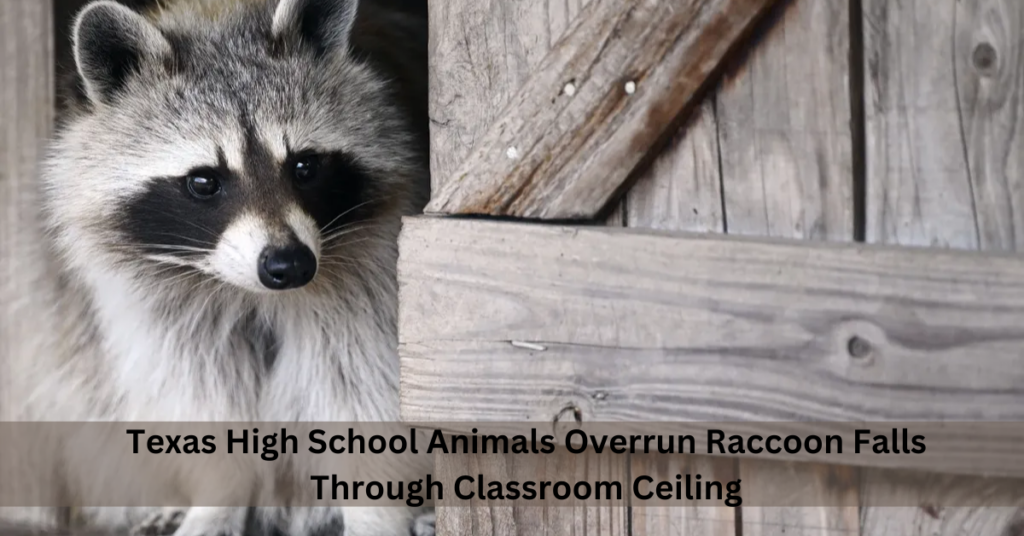 Texas High School Animals Overrun Raccoon Falls Through Classroom Ceiling