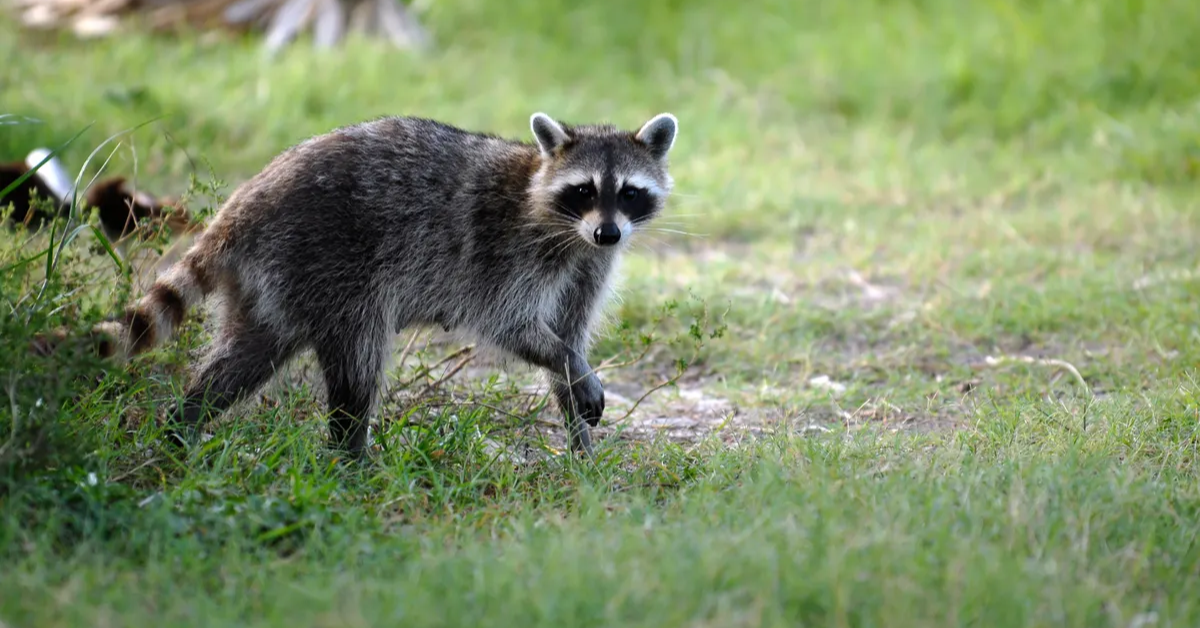 Texas High School Animals Overrun Raccoon Falls Through Classroom Ceiling